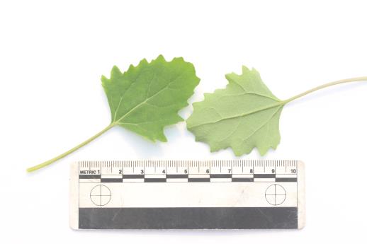 column LEAF