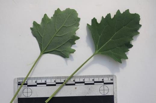 column LEAF