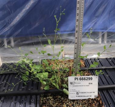 column Greenhouse