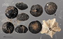 column SEED