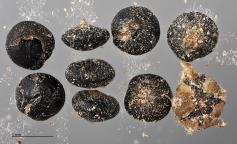 column SEED