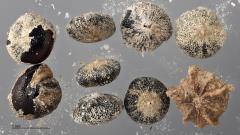 column SEED