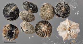 column SEED