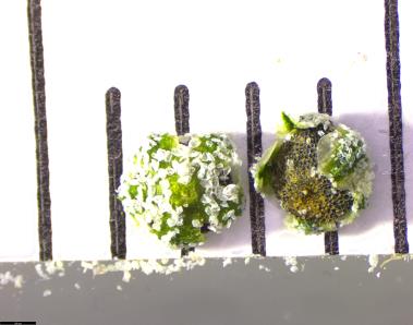column SEED