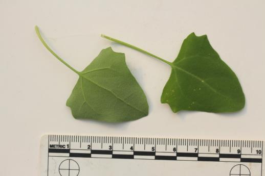 column LEAF