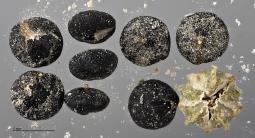 column SEED