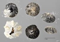 column SEED