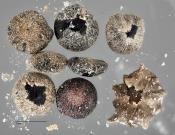 column SEED