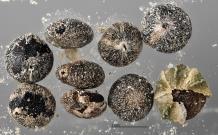 column SEED