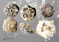 column SEED