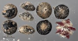 column SEED