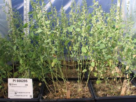 column GREENHOUSE