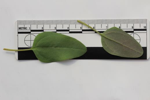 column LEAF
