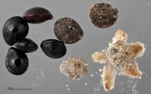 column SEED