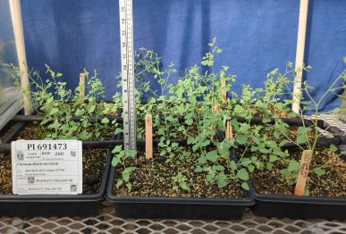 column GREENHOUSE
