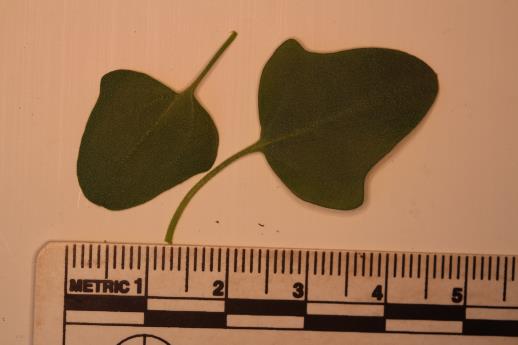 column Leaf