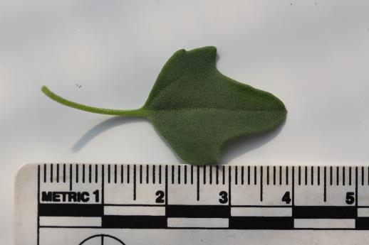 column LEAF