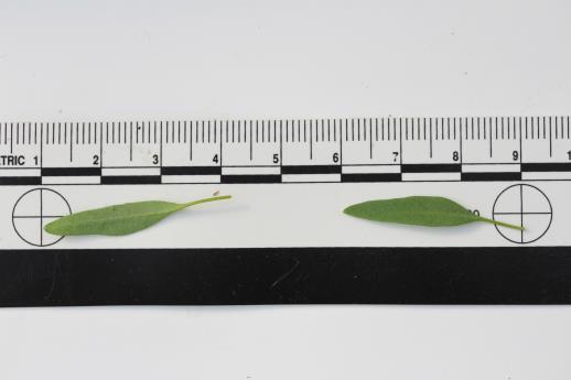 column LEAF