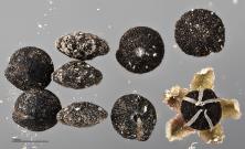 column SEED