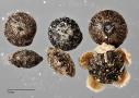 column SEED