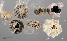column SEED