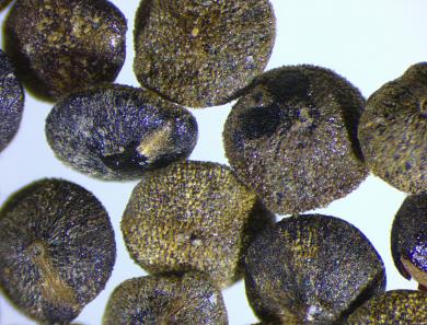 column SEED