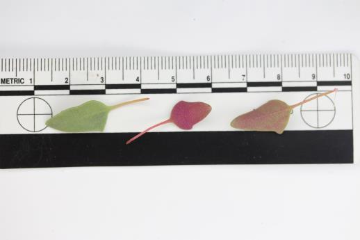 column LEAF