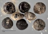 column SEED