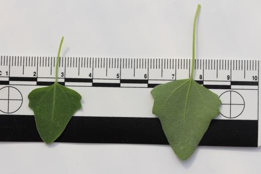 column LEAF