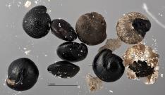 column SEED