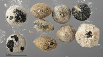 column SEED