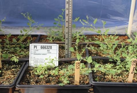 column GREENHOUSE
