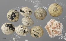 column SEED