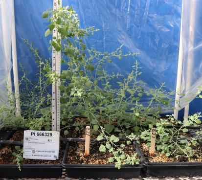 column GREENHOUSE
