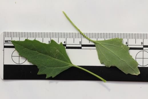 column LEAF