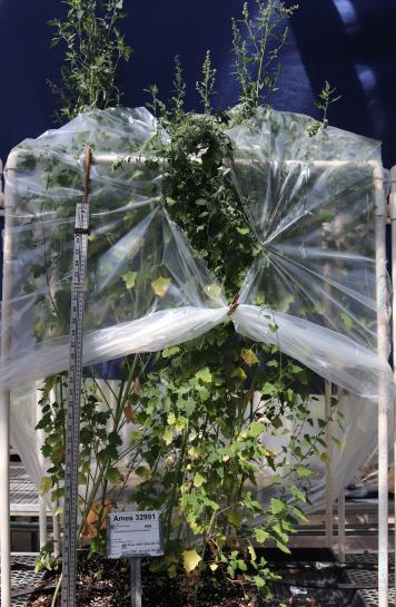 column GREENHOUSE