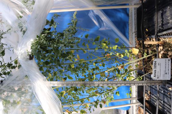 column GREENHOUSE
