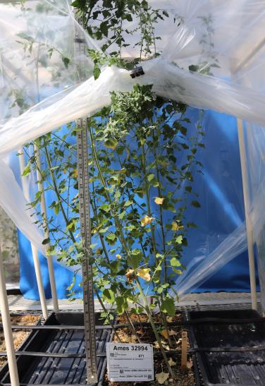 column GREENHOUSE