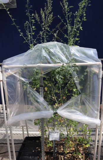column GREENHOUSE