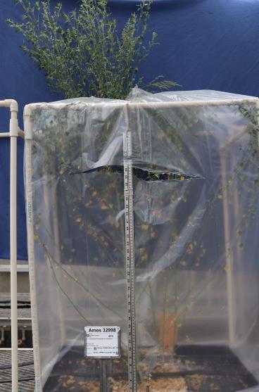 column GREENHOUSE