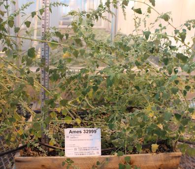 column GREENHOUSE