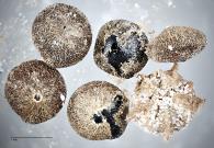 column SEED