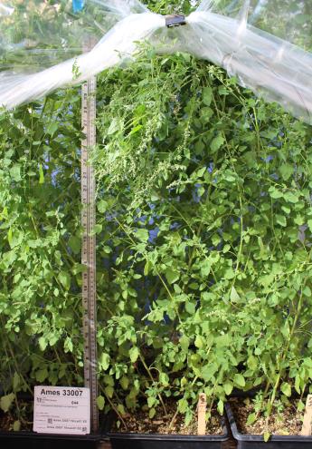 GREENHOUSE