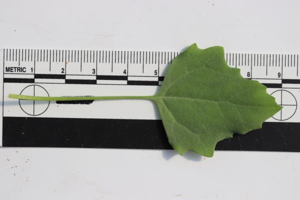 LEAF