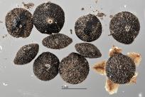 column SEED