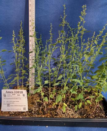column GREENHOUSE