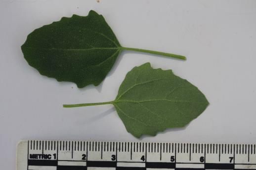 column LEAF