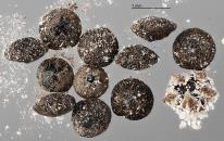 column SEED