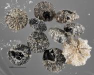 column SEED