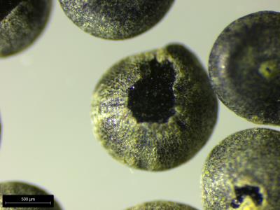 column SEED
